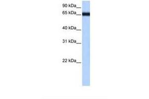 Image no. 1 for anti-Zinc Finger Protein 14 Homolog (ZFP14) (AA 179-228) antibody (ABIN6738766)