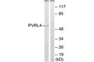 Image no. 1 for anti-Poliovirus Receptor-Related 4 (PVRL4) (AA 312-361) antibody (ABIN1535179)