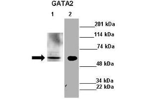 Image no. 3 for anti-GATA Binding Protein 2 (GATA2) (N-Term) antibody (ABIN2777458)