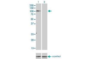 Image no. 1 for anti-TYRO3 Protein Tyrosine Kinase (TYRO3) (AA 50-150) antibody (ABIN521197)