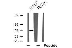 Image no. 1 for anti-G Protein-Coupled Receptor, Family C, Group 5, Member B (GPRC5B) (Internal Region) antibody (ABIN6258198)