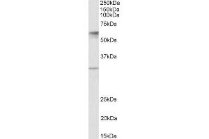 Image no. 1 for anti-Solute Carrier Family 17 (Acidic Sugar Transporter), Member 5 (SLC17A5) (AA 85-99) antibody (ABIN1590114)