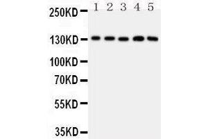 Image no. 1 for anti-Thrombospondin 2 (THBS2) (AA 637-655), (Middle Region) antibody (ABIN3042702)