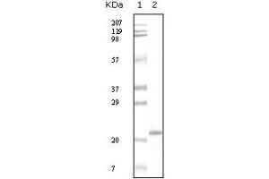 Image no. 2 for anti-Apolipoprotein A-V (APOA5) (truncated) antibody (ABIN2464012)