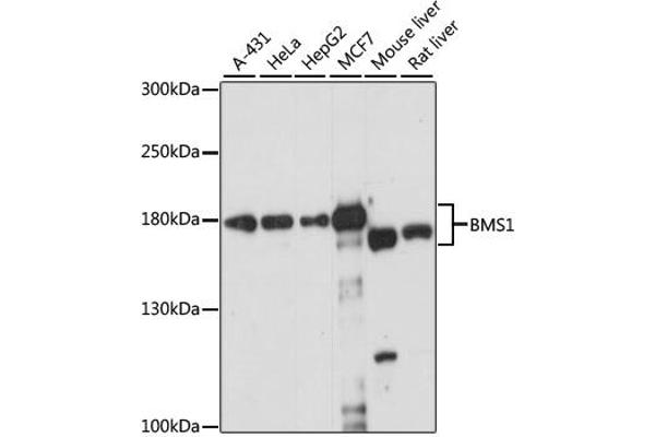 anti-BMS1 Homolog, Ribosome Assembly Protein (BMS1) antibody