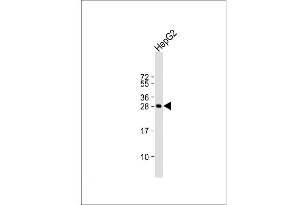 HILS1 antibody  (N-Term)