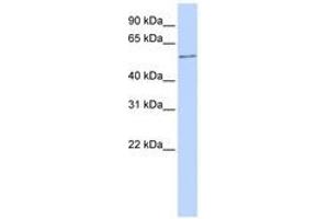 Image no. 1 for anti-One Cut Homeobox 2 (ONECUT2) (AA 108-157) antibody (ABIN6740509)