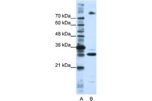 Image no. 1 for anti-serine/arginine-Rich Splicing Factor 10 (SRSF10) (C-Term) antibody (ABIN2776611)