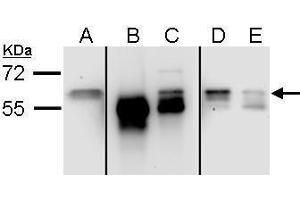 Image no. 2 for anti-Staufen Double-Stranded RNA Binding Protein 1 (STAU1) (C-Term) antibody (ABIN2854568)