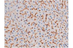 Image no. 1 for anti-Insulin Receptor Substrate 1 (IRS1) (pSer636) antibody (ABIN6255436)