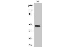 Image no. 1 for anti-UBA Domain Containing 1 (UBAC1) (Internal Region) antibody (ABIN3184756)