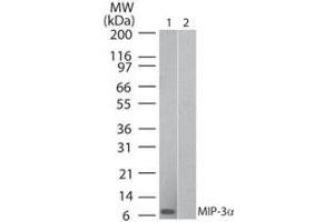 Western Blot of Human MIP 3α (Mouse) Antibody Lane 1: human recombinant MIP-3a Lane 2: mouse recombinant MIP-3a Primary antibody: Human MIP 3α (RAT) Antibody at 0.