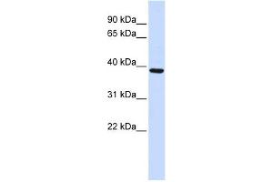 Image no. 1 for anti-F-Box Protein 24 (FBXO24) (Middle Region) antibody (ABIN630822)