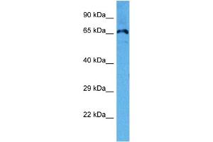 Image no. 2 for anti-Potassium Voltage-Gated Channel, Shal-Related Subfamily, Member 3 (KCND3) (C-Term) antibody (ABIN5515524)