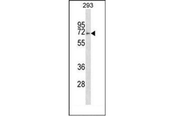 anti-F-Box Protein 46 (FBXO46) (AA 583-612), (C-Term) antibody