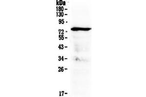 Image no. 1 for anti-Mitochondrial Antiviral Signaling Protein (MAVS) (AA 34-96) antibody (ABIN5518935)