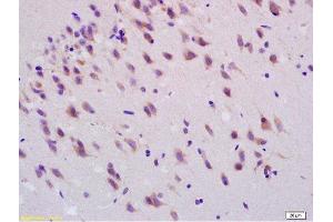 Image no. 4 for anti-Smoothened Homolog (Drosophila) (SMO) (AA 551-650) antibody (ABIN680908)
