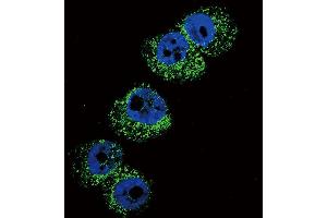 Immunofluorescence (IF) image for anti-Dopamine beta-Hydroxylase (Dopamine beta-Monooxygenase) (DBH) (N-Term) antibody (ABIN2160499)