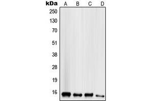 Image no. 3 for anti-Secretoglobin, Family 2A, Member 1 (SCGB2A1) (N-Term) antibody (ABIN2707611)