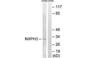Image no. 1 for anti-Neurexophilin 3 (NXPH3) (AA 158-207) antibody (ABIN1535090)