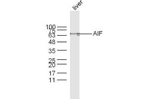 Image no. 5 for anti-Apoptosis-Inducing Factor, Mitochondrion-Associated, 1 (AIFM1) (AA 131-230) antibody (ABIN724010)
