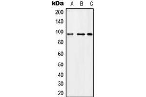Image no. 1 for anti-Microcephalin 1 (MCPH1) (N-Term) antibody (ABIN2707629)