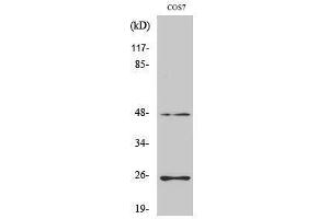 Image no. 1 for anti-Transforming Growth Factor, beta 3 (TGFB3) (Internal Region) antibody (ABIN3187251)