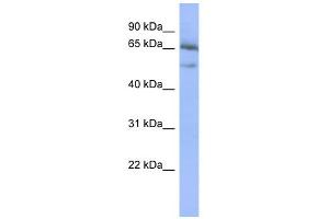 Image no. 1 for anti-Nuclear Factor of kappa Light Polypeptide Gene Enhancer in B-Cells Inhibitor, epsilon (NFKBIE) (Middle Region) antibody (ABIN2780607)