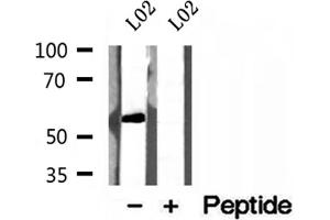 Image no. 1 for anti-Sialidase 4 (NEU4) (Internal Region) antibody (ABIN6263604)