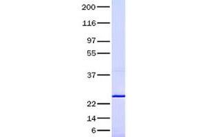 Active Human Transforming Growth Factor Beta 2 Tgfb2 Protein Recombinant Abin2733497