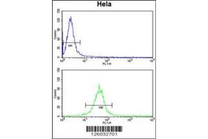 Flow Cytometry (FACS) image for anti-Family with Sequence Similarity 91, Member A1 (FAM91A1) antibody (ABIN2158770)