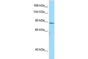 Image no. 1 for anti-Neuroblastoma Breakpoint Family, Member 10 (NBPF10) (C-Term) antibody (ABIN2790662)