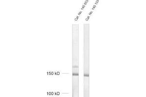 Image no. 2 for anti-Synaptojanin 1 (SYNJ1) (AA 1140-1155), (Isoform 2) antibody (ABIN1742317)