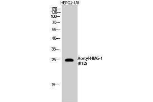 Image no. 1 for anti-High Mobility Group Box 1 (HMGB1) (acLys12) antibody (ABIN3181389)