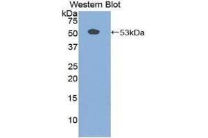 Image no. 1 for anti-Secretogranin II (SCG2) (AA 11-187) antibody (ABIN1860502)