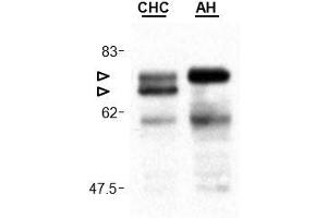 Image no. 1 for anti-Mitochondrial Antiviral Signaling Protein (MAVS) (AA 160-450) antibody (ABIN1169132)