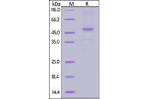 Vitronectin Protein (VTN) (AA 20-398) (Biotin)