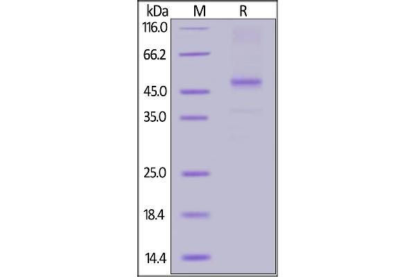 Vitronectin Protein (VTN) (AA 20-398) (Biotin)