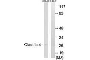 Image no. 1 for anti-Claudin 4 (CLDN4) (AA 160-209) antibody (ABIN1533162)