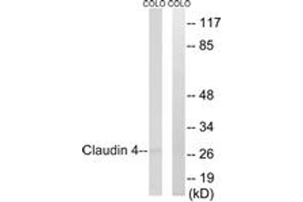 Claudin 4 抗体  (AA 160-209)