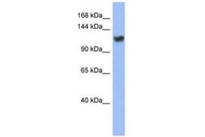 Image no. 1 for anti-Zinc Finger Protein 423 (Znf423) (C-Term) antibody (ABIN6742828)