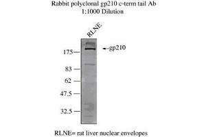 Image no. 1 for anti-Nucleoporin 210kDa (NUP210) (C-Term) antibody (ABIN108647)