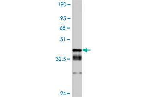 Image no. 6 for anti-Cyclin-Dependent Kinase 2 (CDK2) (AA 211-298) antibody (ABIN560288)