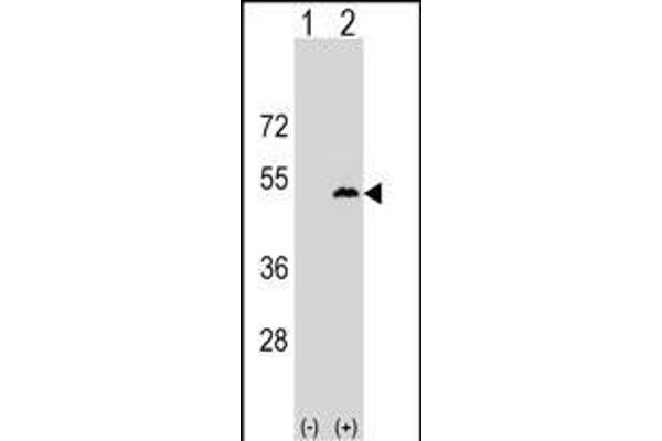 Leupaxin antibody  (AA 229-257)