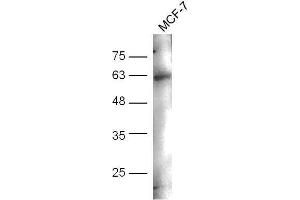Image no. 2 for anti-Natural Killer Cell Receptor 2B4 (CD244) (pTyr271) antibody (ABIN757567)