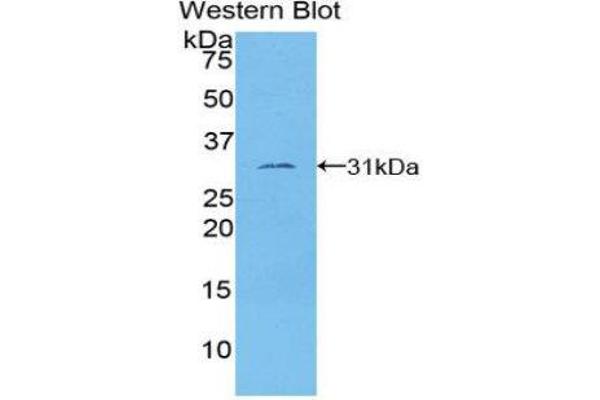 TUBE1 antibody  (AA 236-473)