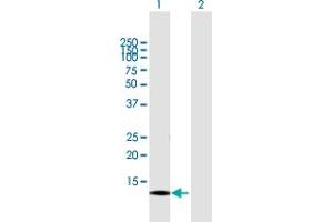 Image no. 1 for anti-Cornichon Homolog 3 (CNIH3) (AA 1-160) antibody (ABIN530969)