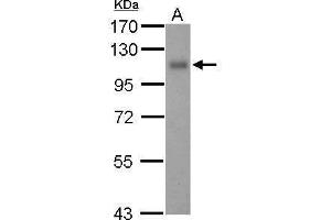 Image no. 1 for anti-Thrombomodulin (THBD) (C-Term) antibody (ABIN2856586)