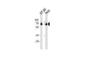 Image no. 1 for anti-Synaptotagmin Binding, Cytoplasmic RNA Interacting Protein (SYNCRIP) antibody (ABIN1944935)