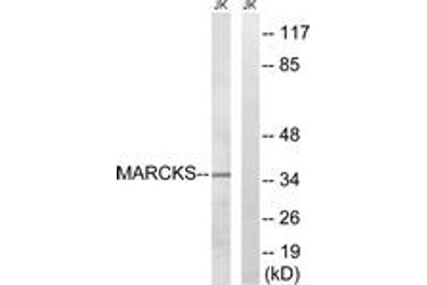anti-Myristoylated Alanine-Rich Protein Kinase C Substrate (MARCKS) (AA 126-175) antibody